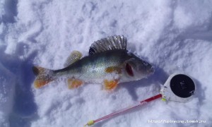 IMG_20150320_123253.jpg