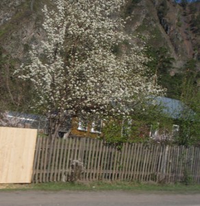 Цветет.JPG