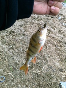 IMG_20150531_142112_013.jpg