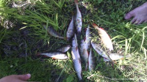 IMG_20150607_162350.jpg