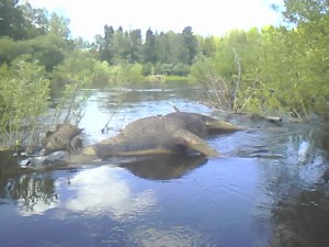 IMG0008A.jpg