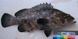 Epinephelus_coeruleopunctatus_New_Caledonia.JPG