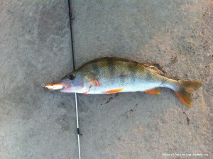IMG_1378.JPG