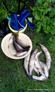 20150811183109.jpg