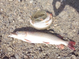 IMG_20150820_092925.jpg