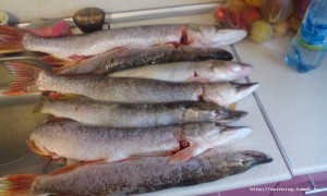 IMG_20150913_165456.jpg