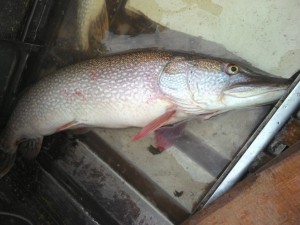 IMG_20150927_112417_495.jpg