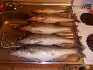 Судаки Орловки.jpg