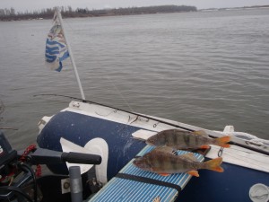 Окуни1.JPG