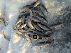 IMG_20151204_141816_439.jpg