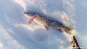 IMG_20160131_141241.jpg