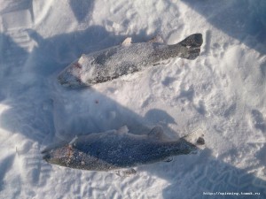 IMG-20160213-WA0001.jpeg