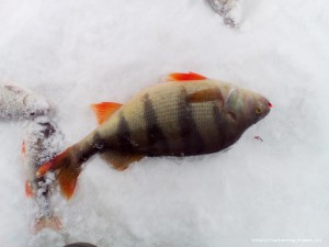 IMG_20160301_095357.jpg