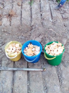 IMG_20160727_213329.jpg