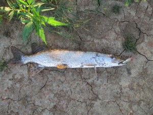 IMG_1843.JPG