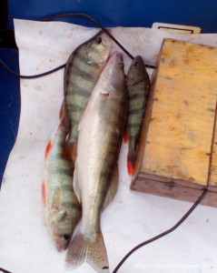 IMG_20160828_093442.jpg
