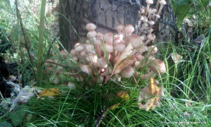 IMG-20160829-WA0008.jpg