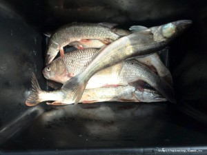 IMG_20160830_122207.jpg
