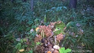 WP_20160902_20_10_18_Pro.jpg
