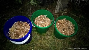 WP_20160907_20_27_48_Pro.jpg