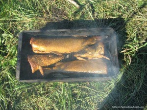 IMG_9739.JPG