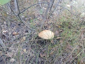 IMG_20160911_163225.jpg