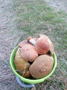 IMG_20160911_171146.jpg