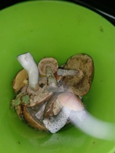 IMG_20160911_184116.jpg