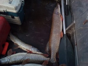 IMG_20160915_141429.jpg
