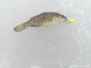 IMG_20161025_124435.jpg