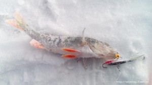 IMG_20161105_135152.jpg