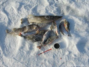 IMG_9767.JPG