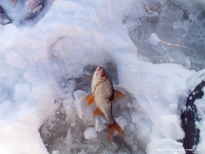 IMG_20161124_142448.jpg