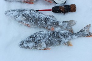 2017-01-35f6bb3173e5efd6d3a5efd57ca3586c__rsu-1000-800.jpg