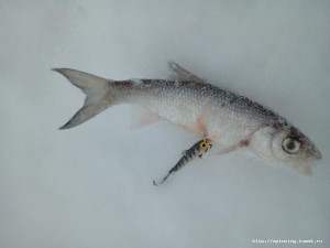 IMG_20170121_123050.jpg