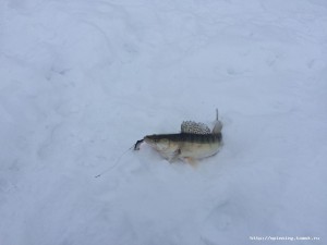 IMG_3671.JPG