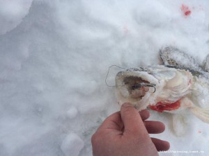 IMG_3675.JPG