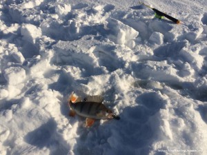 IMG_3711.JPG