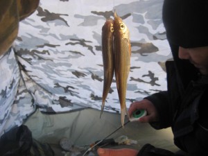 IMG_9259.JPG