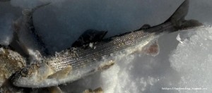 IMG_20180311_150614_240.jpg