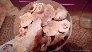 IMG-20180812-WA0029.jpeg