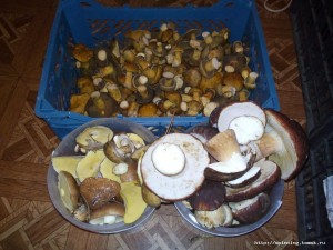 DSC_0055.jpg
