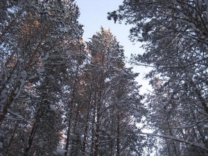 IMG_9508.JPG