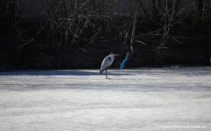 IMG_2176.JPG