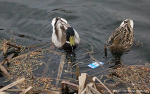 IMG_2655.JPG