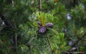 IMG_4101.JPG