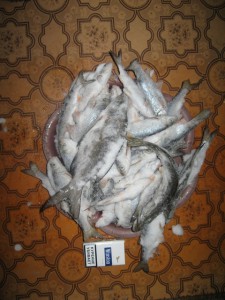 IMG3_0278.jpg