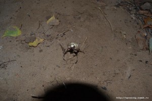 DSC_0042.JPG