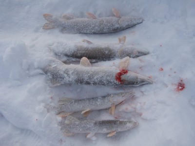 Щуки3.jpg