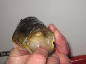 IMG_9087.JPG